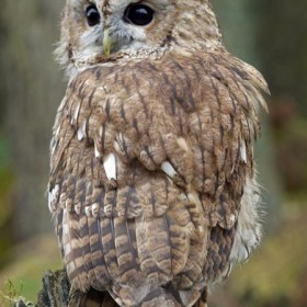 Button the tawny owl